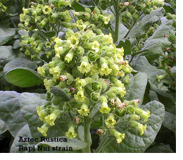 Aztec Rustica  Tobacco Plant